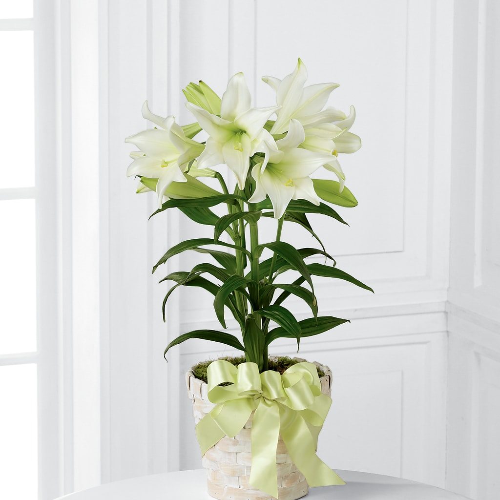 Lirio de Pascua
