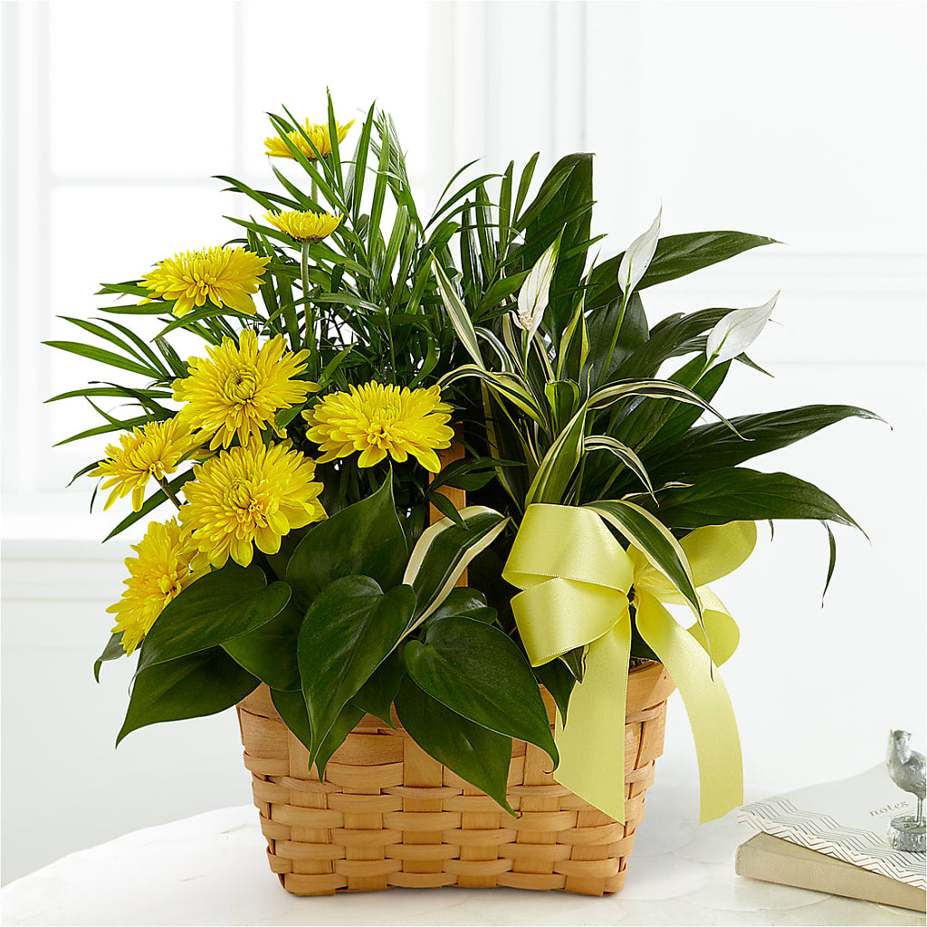 Loving Light Dishgarden – Great Bend Floral, Great Bend KS