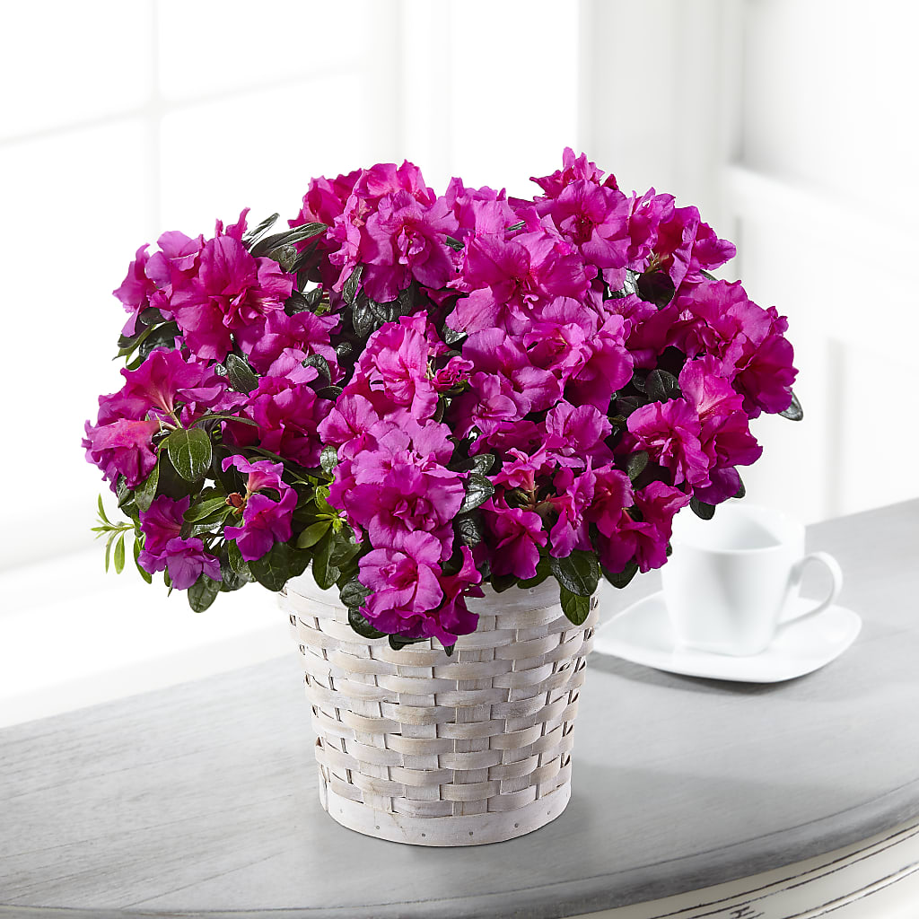 Hope & Serenity Azalea Plant – Great Bend Floral, Great Bend KS