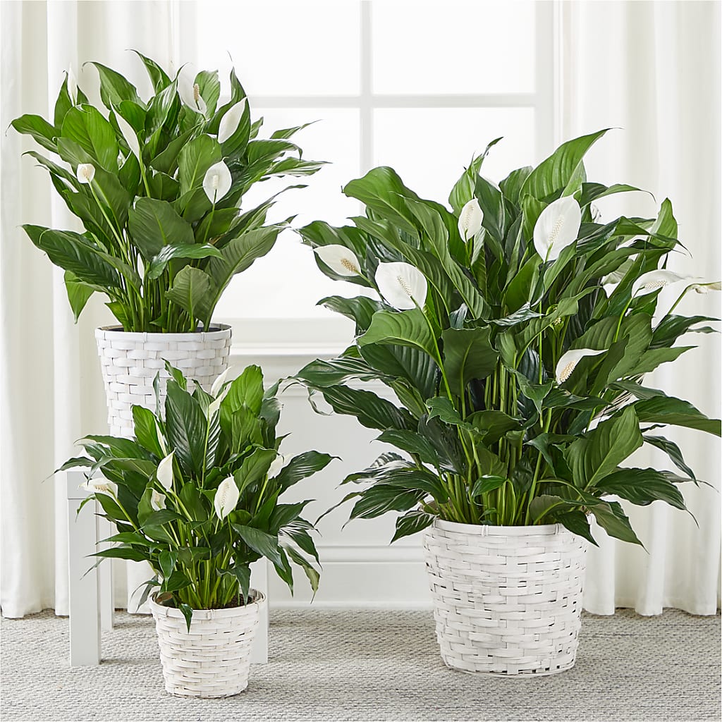 A New Leaf Peace Lily – Great Bend Floral, Great Bend KS