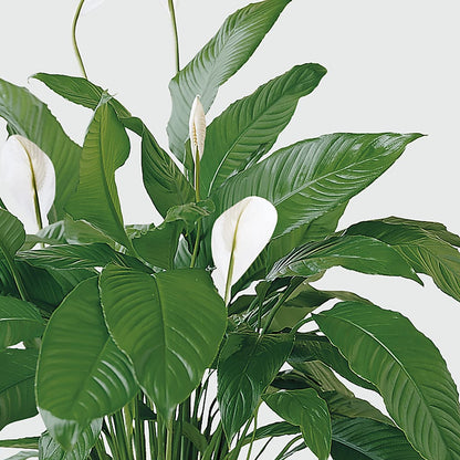 Tranquil Moments Peace Lily Plant –  Great Bend Floral, Great Bend KS
