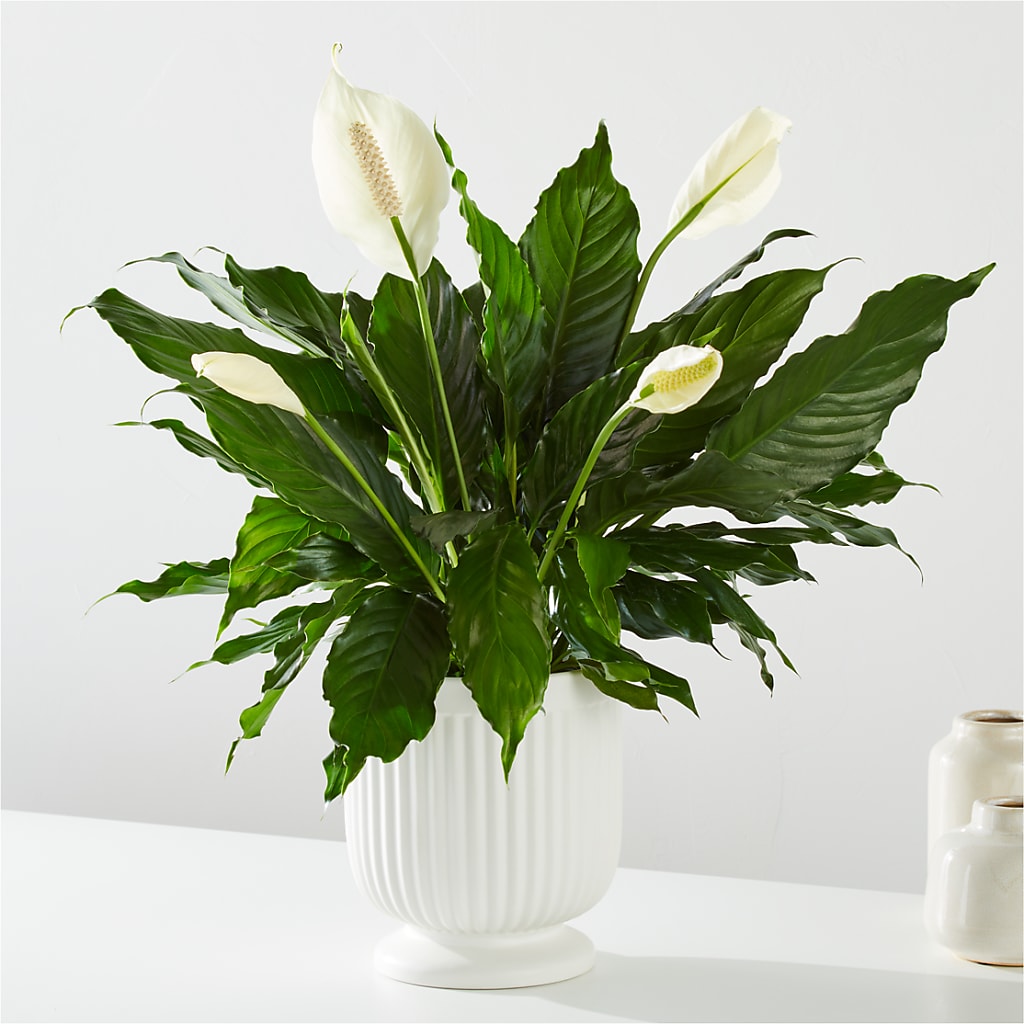 Comfort Planter –  Great Bend Floral, Great Bend KS
