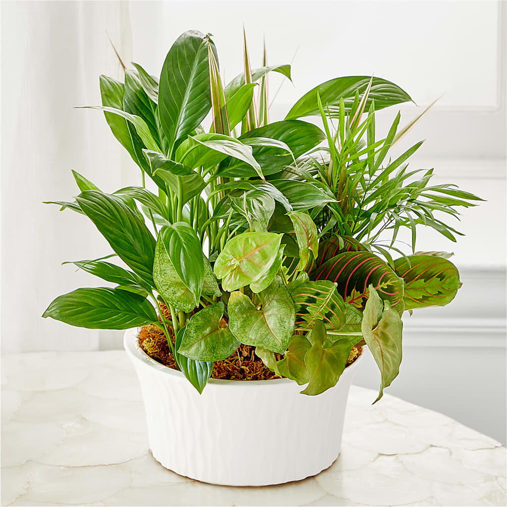 Balance & Harmony Dishgarden –  Great Bend Floral, Great Bend KS